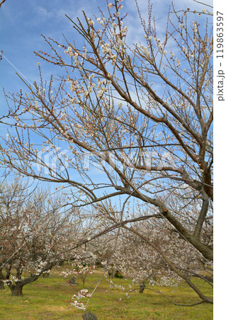 小田原・曽我梅林 小田原・曽我梅林 119863597