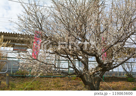 小田原・曽我梅林 小田原・曽我梅林 119863600