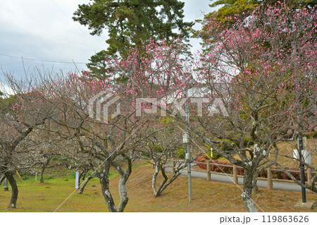 日本100名城・小田原城 日本100名城・小田原城 119863626