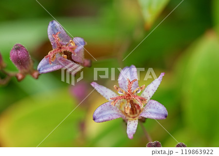 ホトトギス 119863922