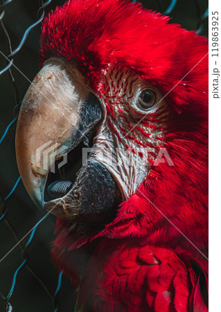 portrait of red macaw parrot at the Papago Park portrait of red macaw parrot at the Papago Park 119863925