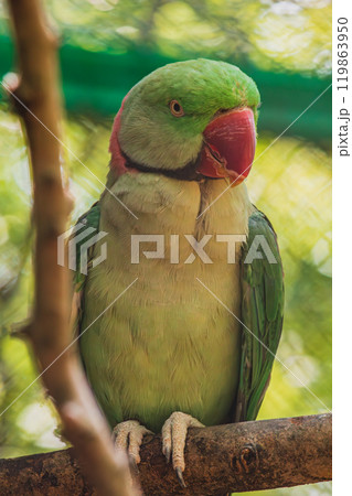 Agapornis fischeri sitting on a branch at the Papago Park 119863950