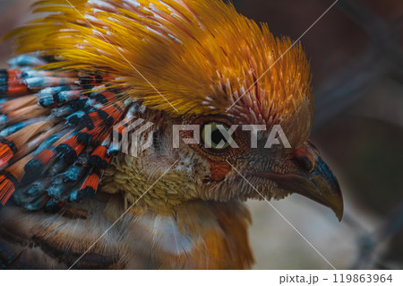 Chrysolophus pictus, Golden pheasant beautiful bird with very colorful 119863964