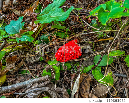 秋の不気味な赤い果実~マムシグサ~ 秋の不気味な赤い果実~マムシグサ~ 119863983