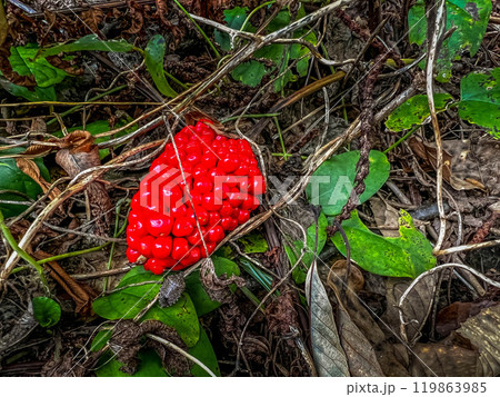 秋の不気味な赤い果実~マムシグサ~ 秋の不気味な赤い果実~マムシグサ~ 119863985