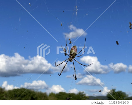 蜘蛛(くも)スパイダー 捕食 蜘蛛(くも)スパイダー 捕食 119864169