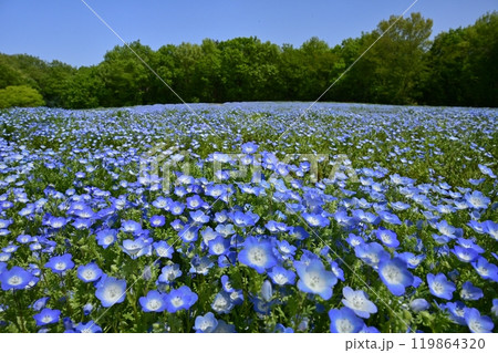 森林公園（埼玉）のネモフィラの花畑 119864320