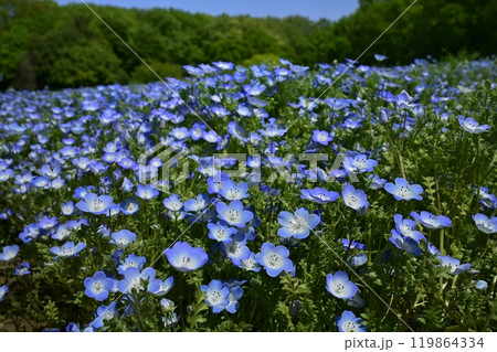 森林公園（埼玉）のネモフィラの花畑 119864334