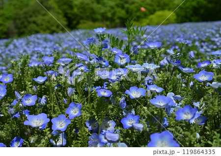 森林公園（埼玉）のネモフィラの花畑 119864335
