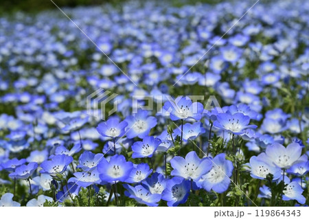 森林公園（埼玉）のネモフィラの花畑 119864343