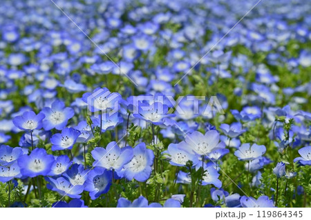 森林公園(埼玉)のネモフィラの花畑 森林公園(埼玉)のネモフィラの花畑 119864345