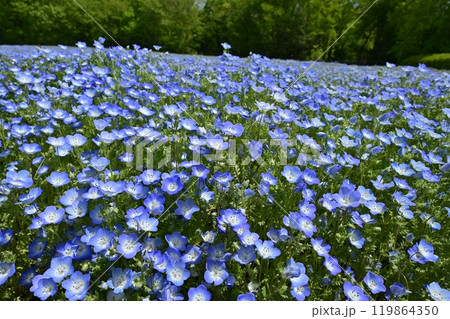 森林公園(埼玉)のネモフィラの花畑 森林公園(埼玉)のネモフィラの花畑 119864350