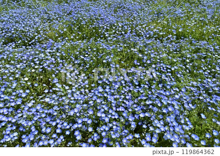 森林公園（埼玉）のネモフィラの花畑 119864362