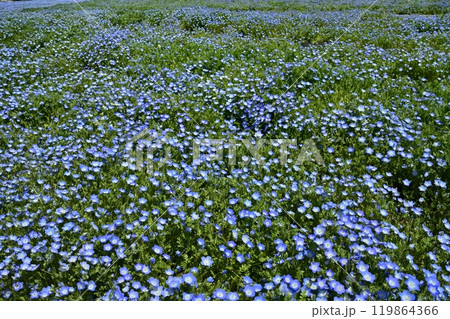 森林公園(埼玉)のネモフィラの花畑 森林公園(埼玉)のネモフィラの花畑 119864366