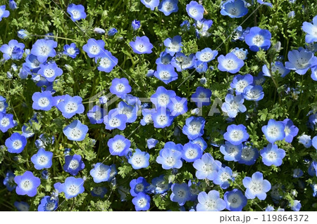 森林公園(埼玉)のネモフィラの花畑 森林公園(埼玉)のネモフィラの花畑 119864372