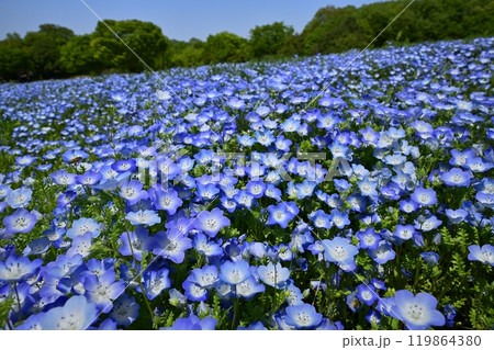 森林公園（埼玉）のネモフィラの花畑 119864380