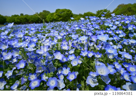 森林公園（埼玉）のネモフィラの花畑 119864381