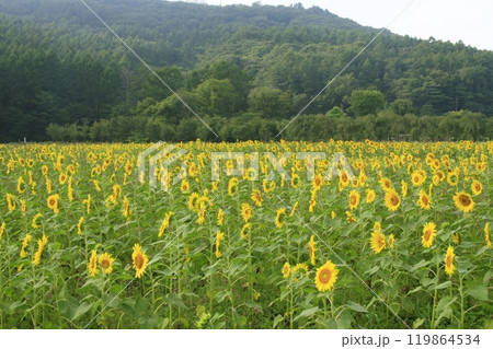 夏の終わりを告げる満開のヒマワリ 夏の終わりを告げる満開のヒマワリ 119864534