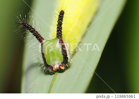 クロコノマチョウの幼虫 119865061