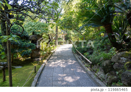 鎌倉の報国寺 鎌倉の報国寺 119865465