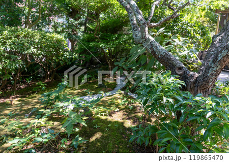 鎌倉の報国寺 119865470