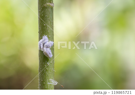 Mealybug infestation growth of plant. Macro of mealybug. Mealybugs on the okra plant. 119865721