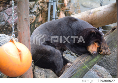 東京・上野動物園のマレーグマ 119866027
