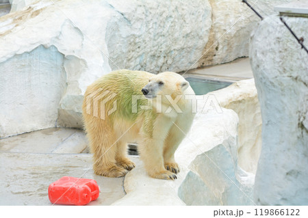 東京・上野動物園のホッキョクグマ 東京・上野動物園のホッキョクグマ 119866122
