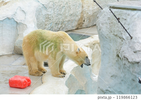 東京・上野動物園のホッキョクグマ 東京・上野動物園のホッキョクグマ 119866123