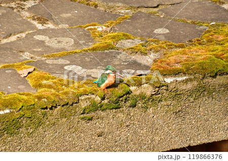 カワセミ　見つめる 119866376