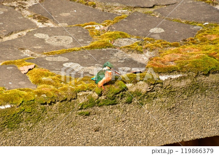 カワセミ 見つめる カワセミ 見つめる 119866379