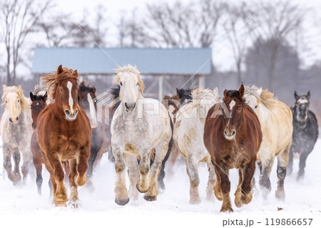 北海道音更町、馬の運動不足解消や妊娠馬の難産を防ぐ「馬追い運動」【1月】 119866657