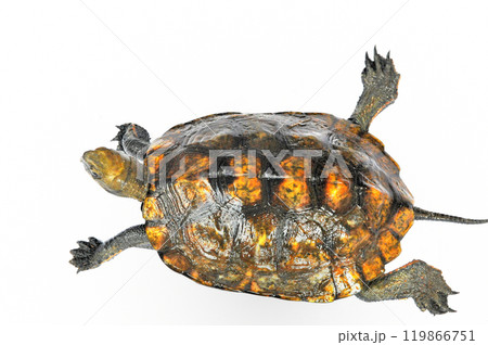 白バックで撮ったニホンイシガメ 119866751