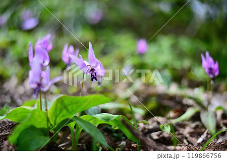 春の野山に自制するカタクリの花 春の野山に自制するカタクリの花 119866756