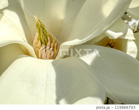 クローズアップ辛夷～早春～ 119866783