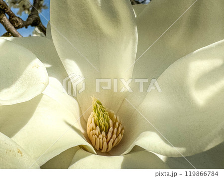 クローズアップ辛夷~早春~ クローズアップ辛夷~早春~ 119866784