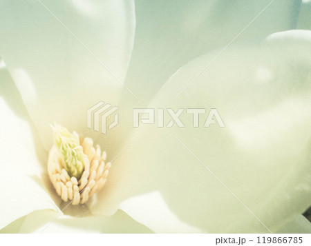 クローズアップ辛夷~早春~ クローズアップ辛夷~早春~ 119866785