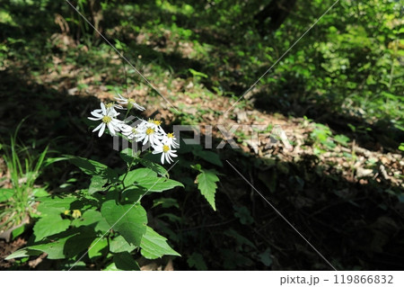シロヨメナの花 119866832