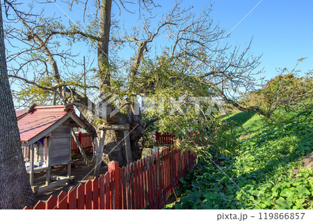 樹齢千年を超える　タモの老木「一本タモ」　青森県 119866857