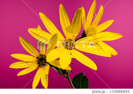Blooming Jerusalem artichoke flower on a pink background Blooming Jerusalem artichoke flower on a pink background 119866893