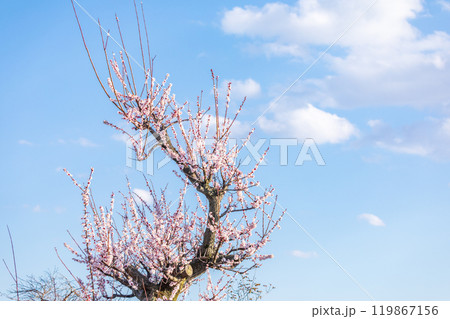 「埼玉県」青空と梅の花 見沼田んぼ 「埼玉県」青空と梅の花 見沼田んぼ 119867156