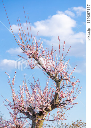 「埼玉県」青空と梅の花 見沼田んぼ 「埼玉県」青空と梅の花 見沼田んぼ 119867157