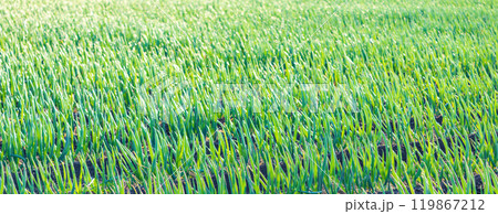 「埼玉県」見沼田んぼの長ねぎ畑 119867212