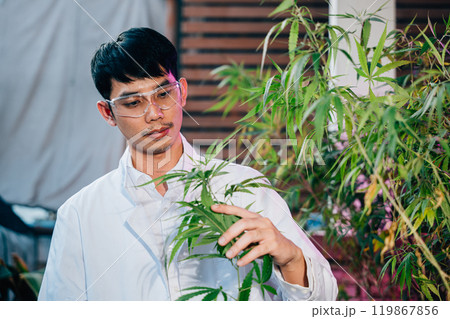 Asian man in lab coat is holding leaf of a cannabis sativa plant, doctor marijuana researcher wearing safety goggles and he is examining the plant, working in a hemp field 119867856