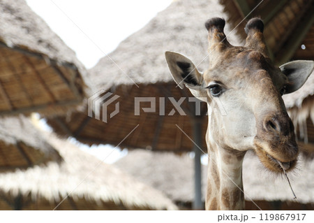 The Tall Giraffe 119867917