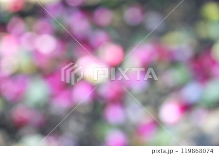 ピンク 花 秋 木漏れ日 アウトフォーカス 背景素材 ピンク 花 秋 木漏れ日 アウトフォーカス 背景素材 119868074