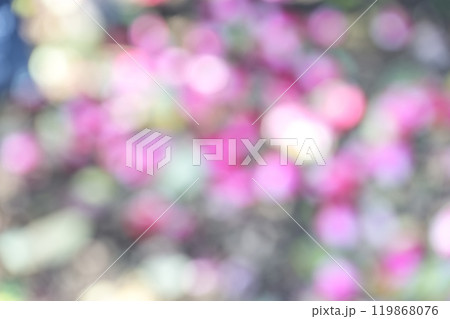 ピンク 花 秋 木漏れ日 アウトフォーカス 背景素材 ピンク 花 秋 木漏れ日 アウトフォーカス 背景素材 119868076