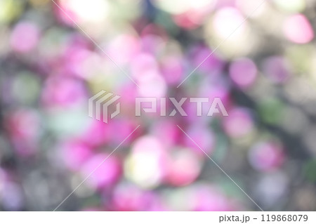 ピンク 花 秋 木漏れ日 アウトフォーカス 背景素材 ピンク 花 秋 木漏れ日 アウトフォーカス 背景素材 119868079