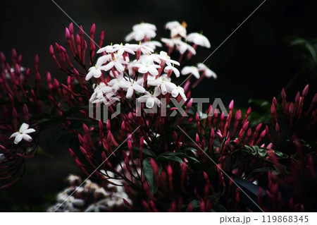 咲き始めたハゴロモジャスミンの花 119868345