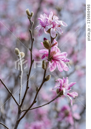 シデコブシ 119868498